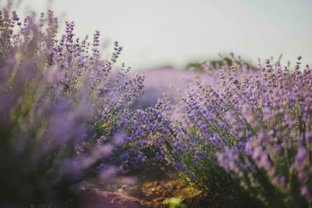 Love lavender? We have the perfect outing for you: the Blanco Lavender Festival.