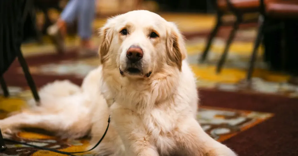 A four-legged guest at Citizens for Animal Protection's Mr. Magoo's Sunday Funday