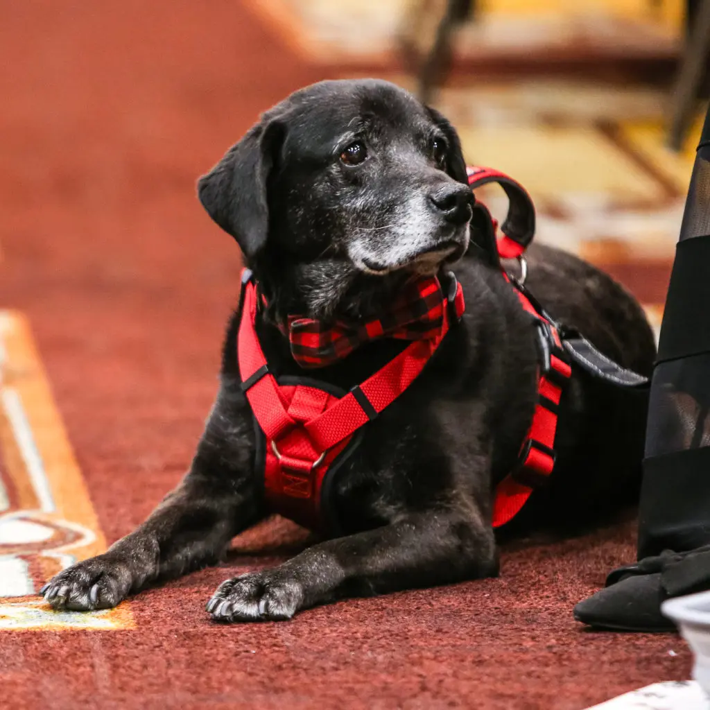A four-legged guest at Citizens for Animal Protection's Mr. Magoo's Sunday Funday