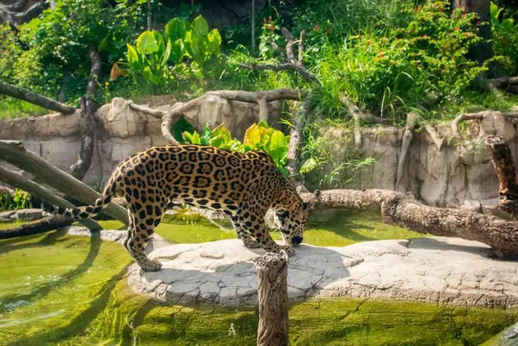 A Pantanal Tesoro Jaguar at Houston Zoo (Photo courtesy of Houston Zoo)