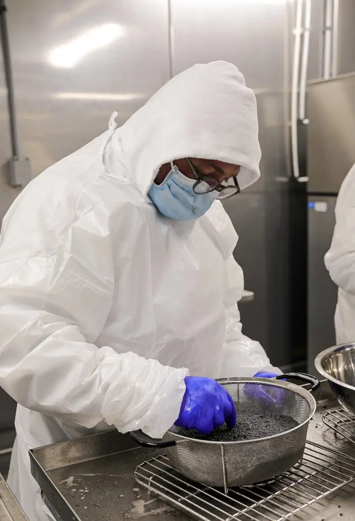 Sturgeon roe, destined for Berg Hospitality Group caviar, being cleaned at the California Caviar Company.  (Photo by Carly Shuttlesworth)