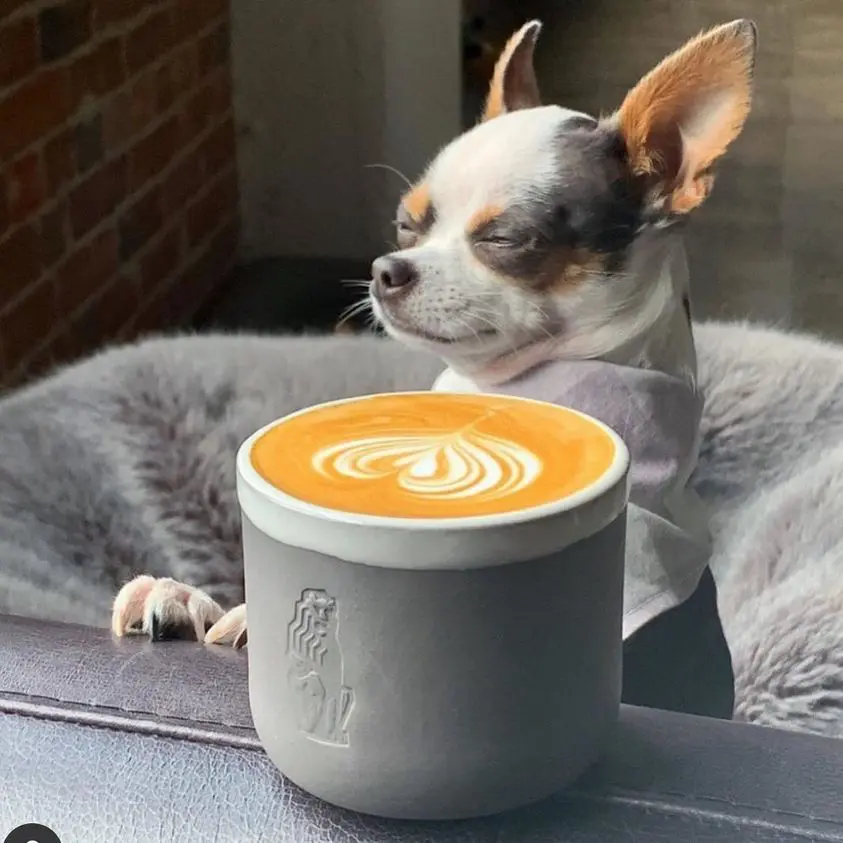 BREWED's new Fort Worth roast coffees aim to have you chillin' like this chihuahua.
