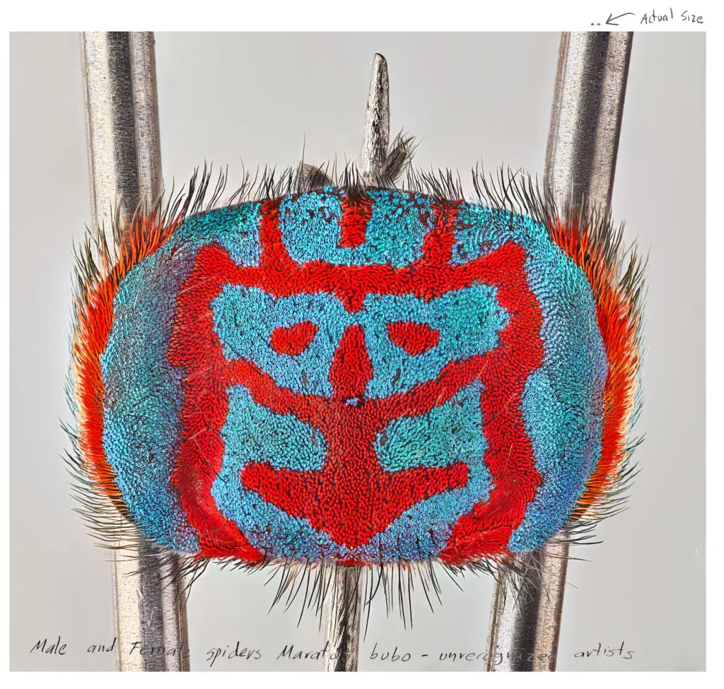 María Fernanda Cardoso’s "Actual size
XI Male Maratus bubo," 2021, at Sicardi | Ayers | Bacino (Courtesy of The Armory Show)