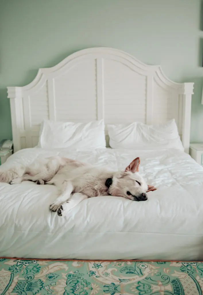The Beach Club at the Charleston Harbor Resort & Marina is dog friendly, too. (Photo The Charleston Harbor Resort & Marina)