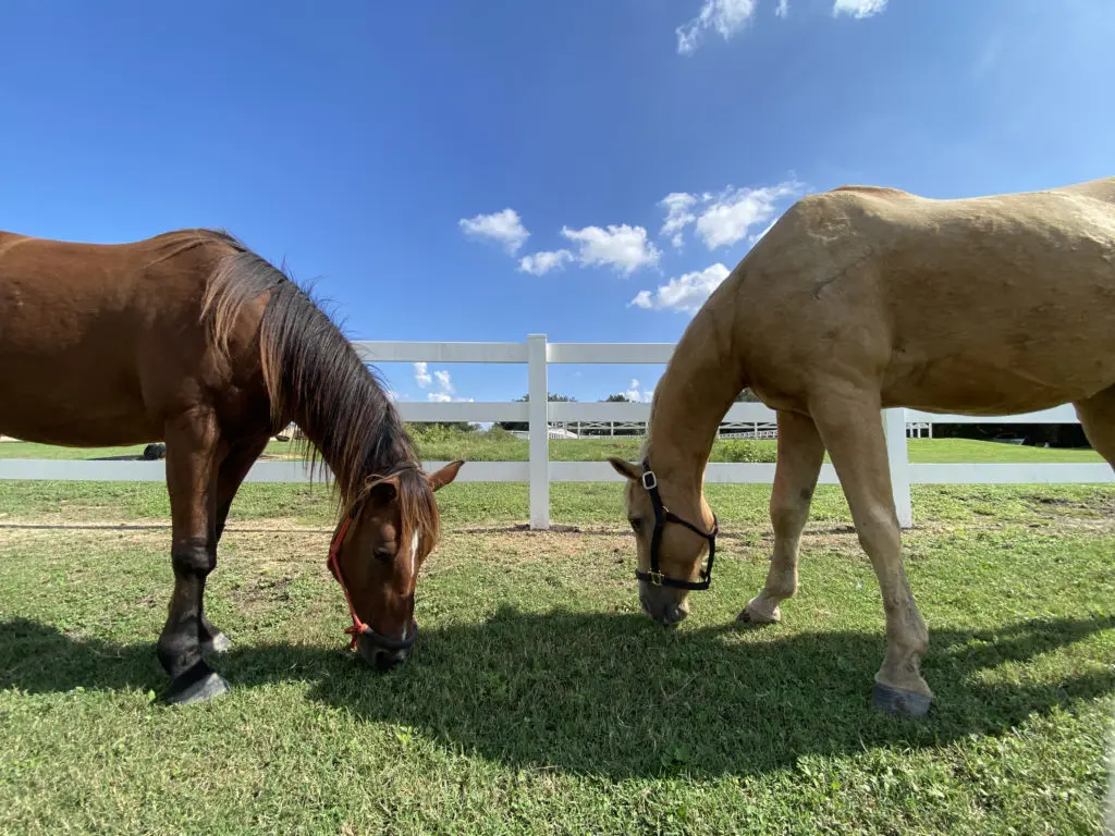 Habitat for Horses rescue equines, Bob and Thor, welcomed guests while grazing on the Market Hill grounds in Round Top. (Photo by Vivian Arcidiacono)