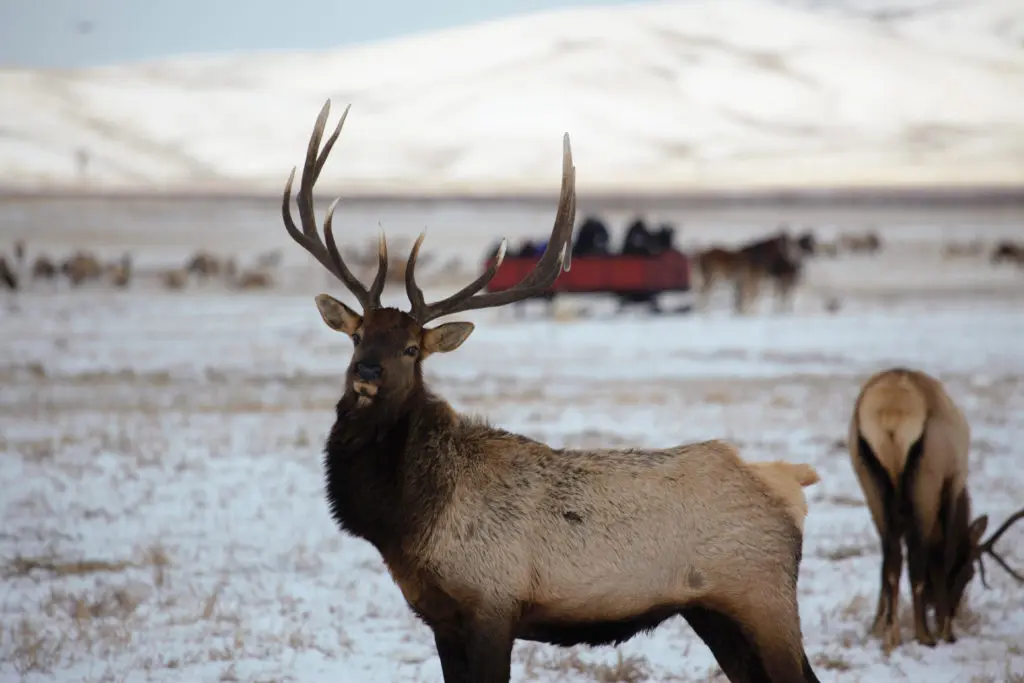 Jackson is home to a National Elk Refuge, which can be seen on a horse drawn sleigh ride (courtesy National Elk Refuge). 