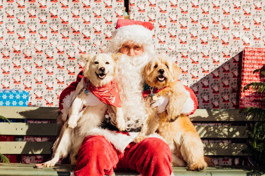 On November 21, head to MUTTS Canine Cantina for pet photos with Santa. (Courtesy)
