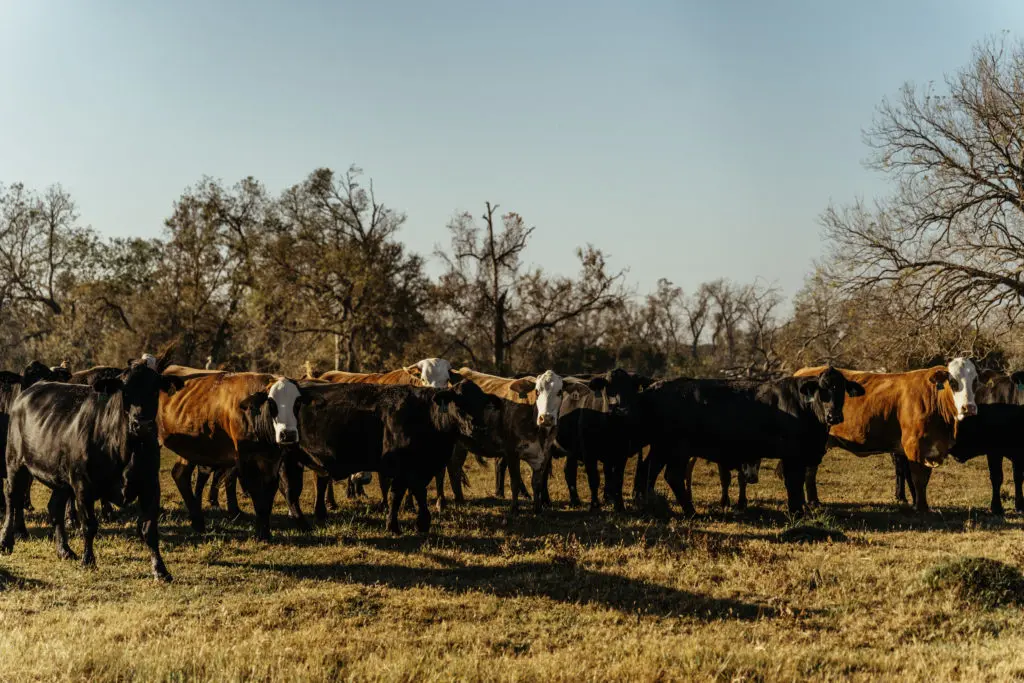 Scenes from the Brazoria Country, R-C Ranch. (Photo by Josh Olalde)