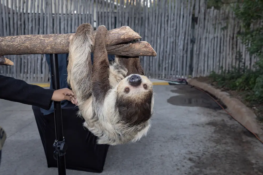 Sloth at the 30th anniversary of Zoo to Do in Dallas. (Photo by Thomas Garza Photography)