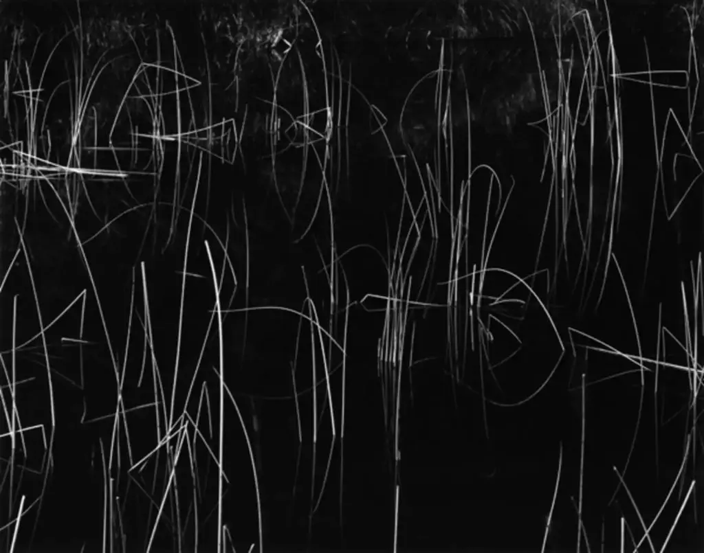 American photographer Brett Weston’s "Reed, Oregon," 1975, at The Future is Unwritten — Healing Arts Houston Auction
