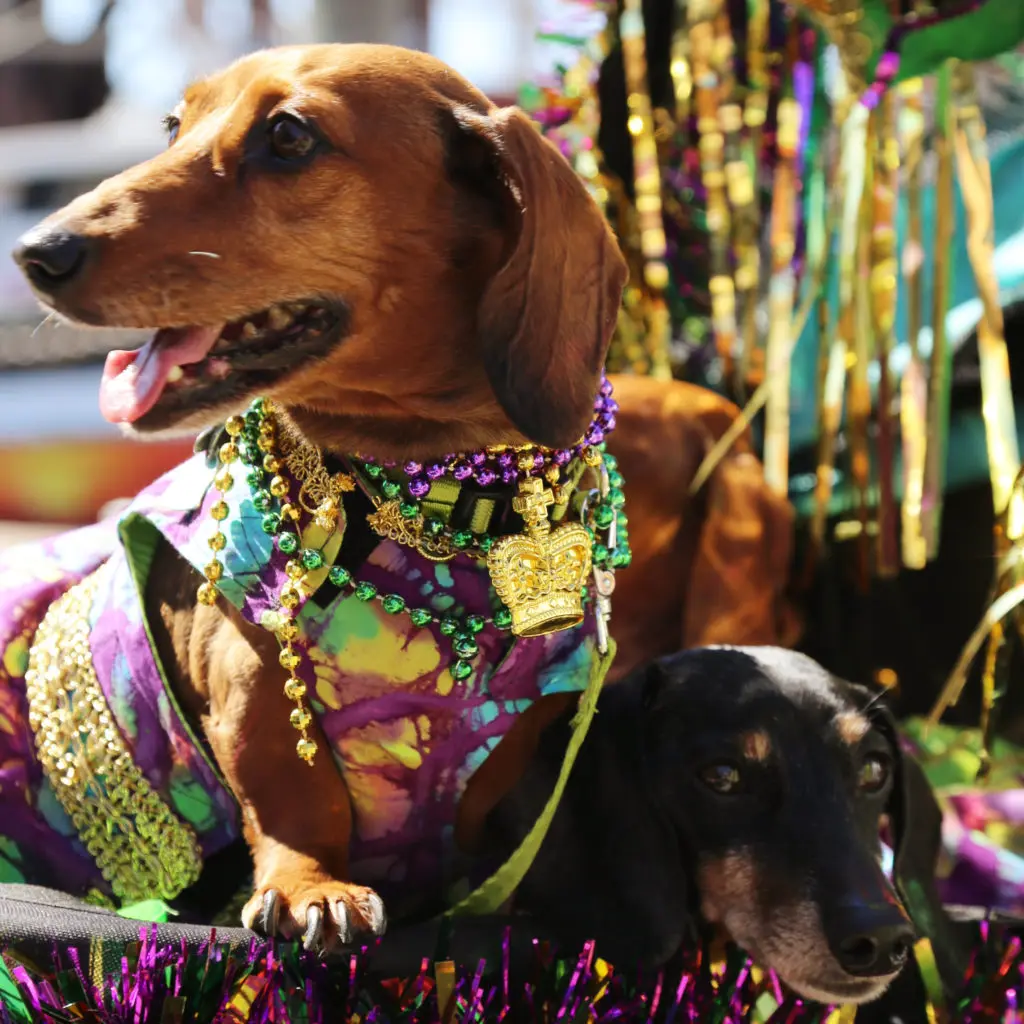 Four-legged friends will join the Mardi Gras! Galveston action during the Krewe of Barkus and Meoux Parade at 1:30 p.m. on Sunday March 2.