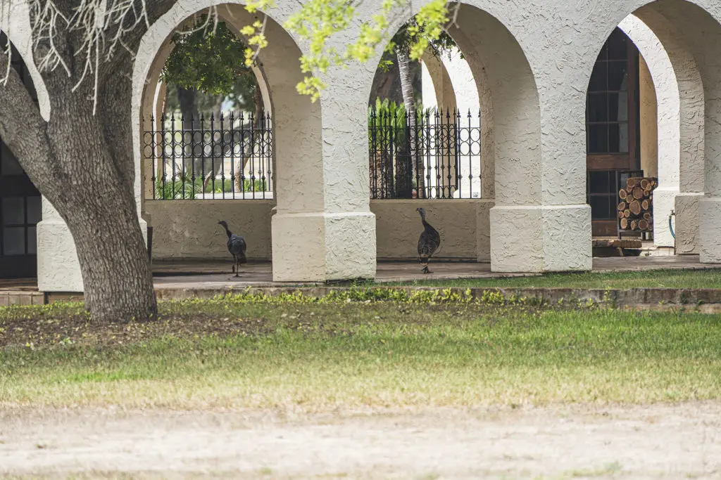 Peacocks call Crawford Ranch home.
