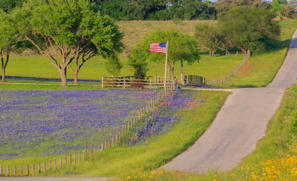 The beautiful state flower is blossoming all over Texas. Bluebonnets are a special sight to see. Photo by Courtney Dabney.
