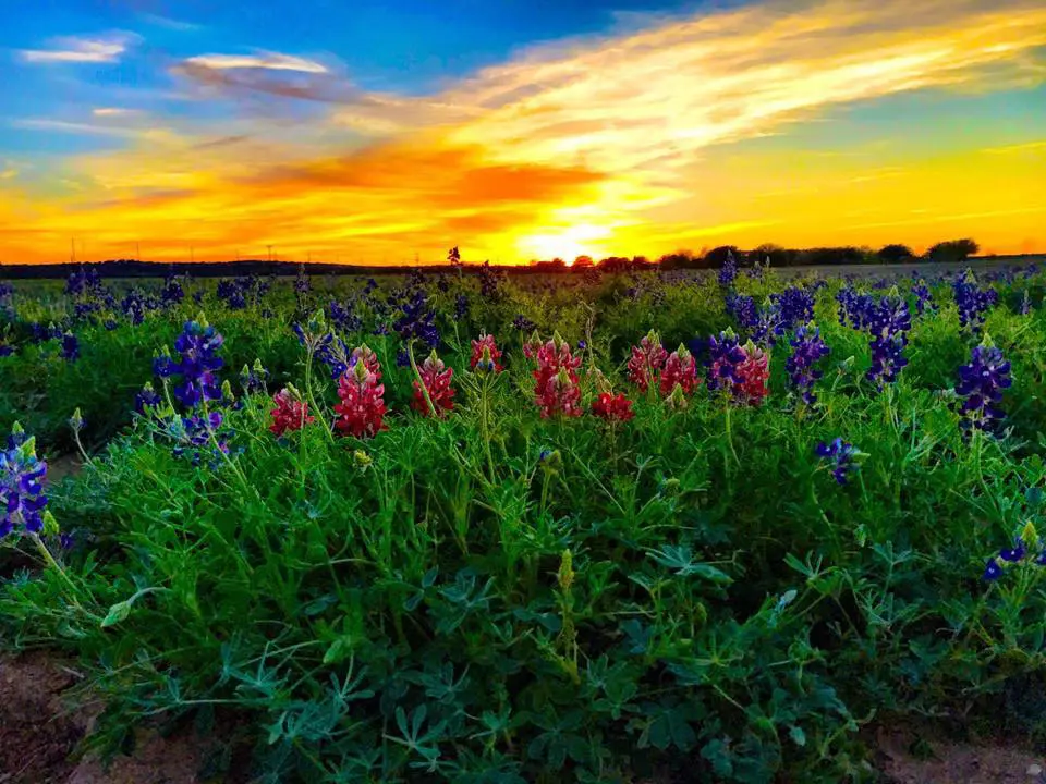 Wild Seed Farm in Fredericksburg welcomes you for wine and Texas wildflowers, including bluebonnets.