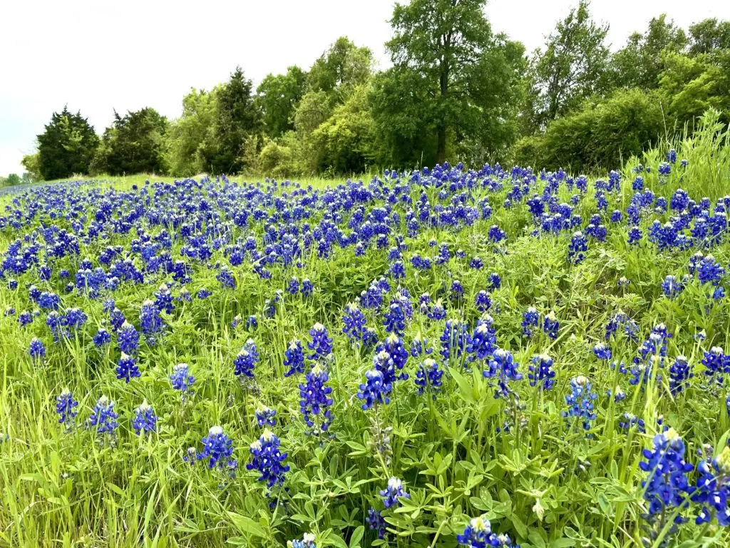 The state flower is about to drape the state in bluebonnets. Photo by Courtney Dabney.
