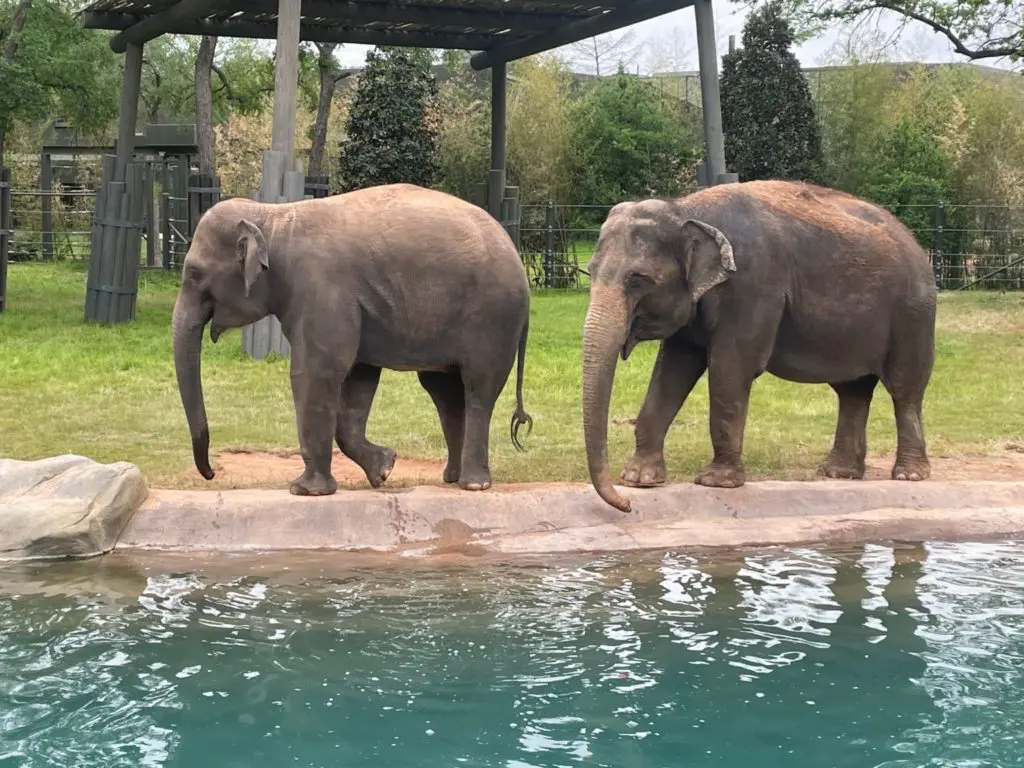 Elephant Springs debuted last April at The Fort Worth Zoo. Photo by Courtney Dabney.