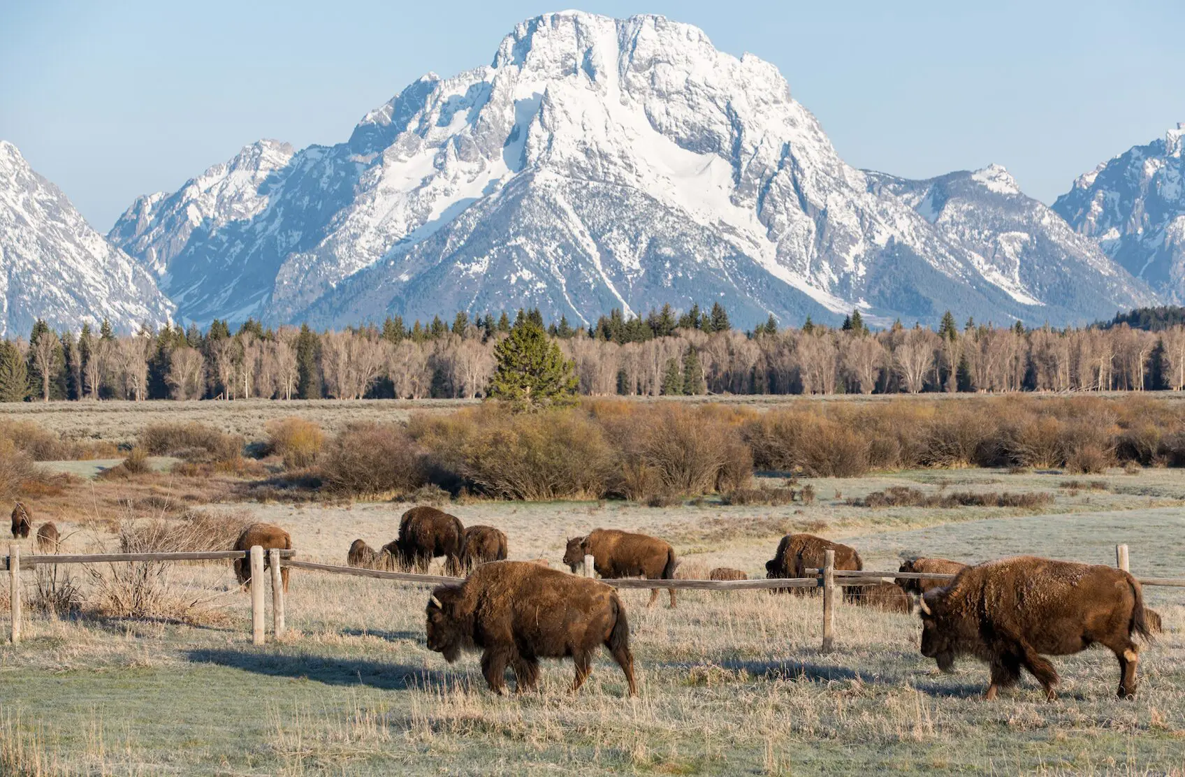 Buffalo