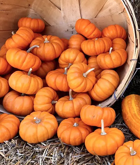 Buckle up for Pumpkin Spice everything. (Photo by Courtney Dabney)