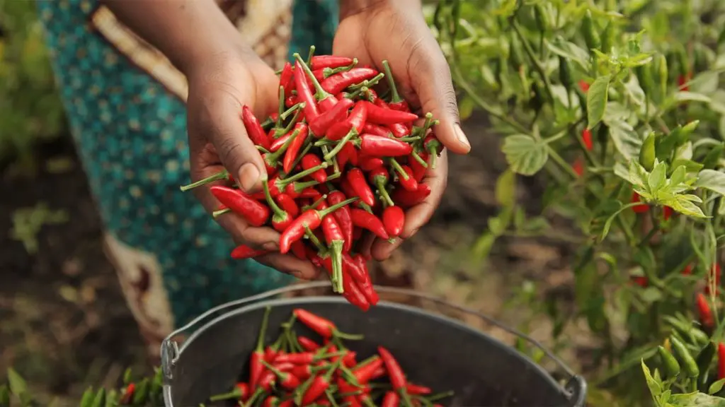 Freshly picked peri-peri chilis are distinctive. Nando’s sources all its per-peri peppers through its network of 1,400 local farms in Mozambique, Zimbabwe, Malawi, and South Africa. (Photo by Ricardo Franco)