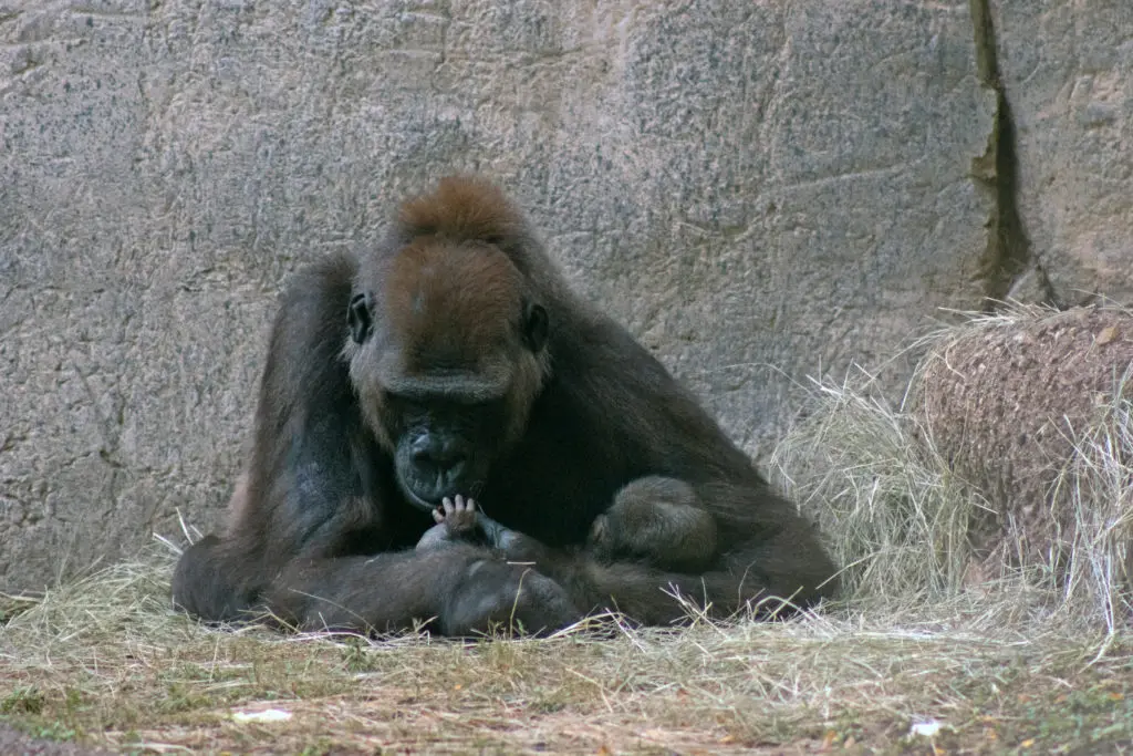 The Fort Worth Zoo is celebrating the birth of its second lowland gorilla.