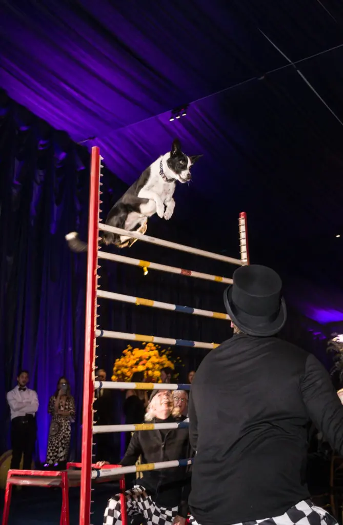 Circus dogs performing at The Menil Collection's 'Cirque Surréaliste' 35th anniversary gala (Photo by Daniel Ortiz)