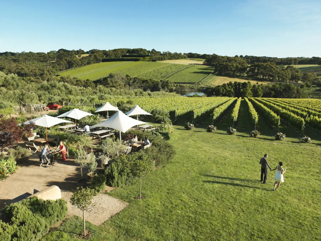 Montalto Vineyard and Olive Grove (courtesy of Visit Victoria)