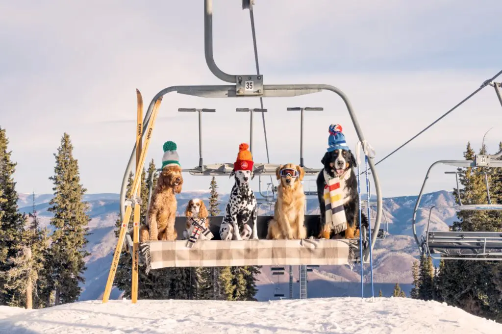 "Chairlift Pups" in Aspen by Gray Malin