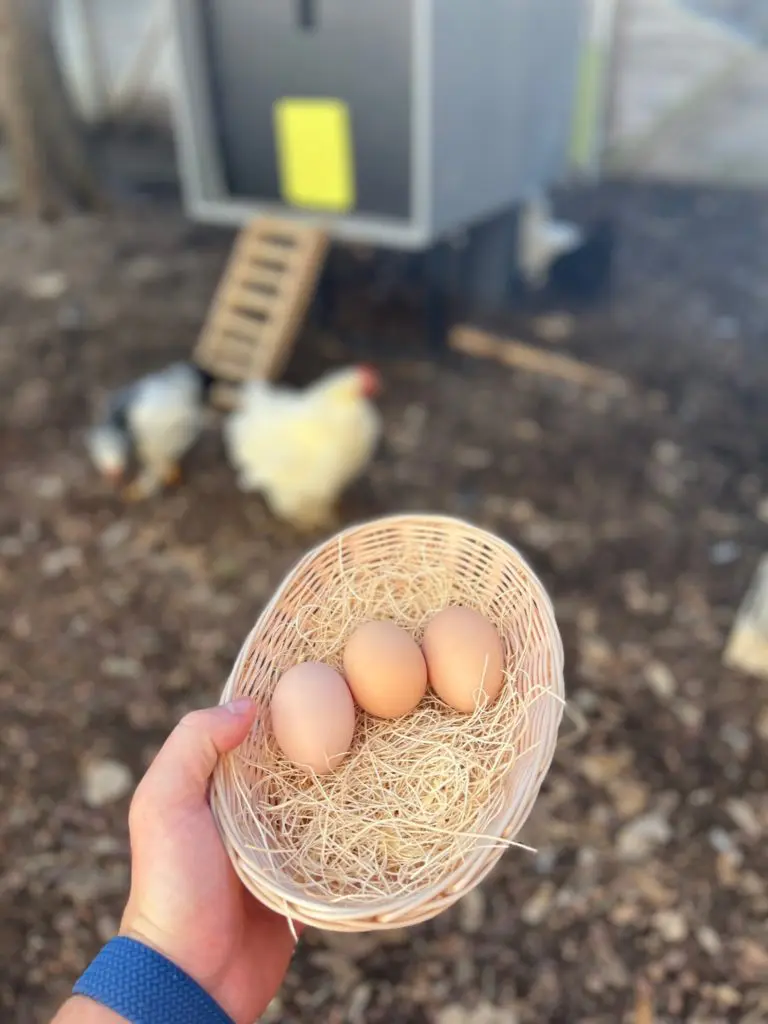 With their special chicken coop and services, anybody can become a backyard farmer.