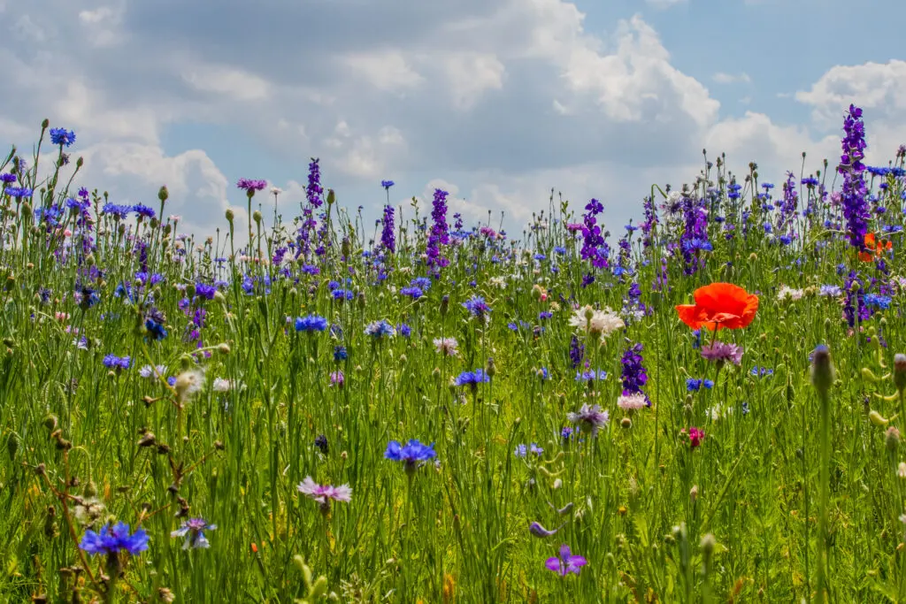 Crowley Park Richardson will be awash with color once again this spring. (Photo by Travel Texas)