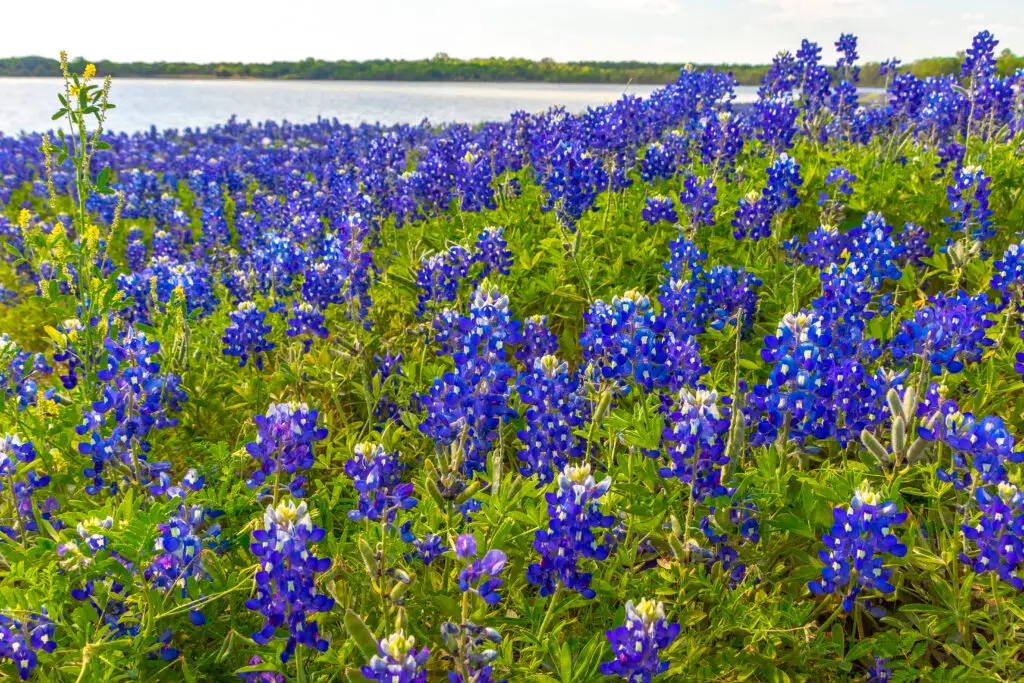 Ennis is one of the nearest destinations to view bluebonnets for those in North Texas. (Photo by Travel Texas)