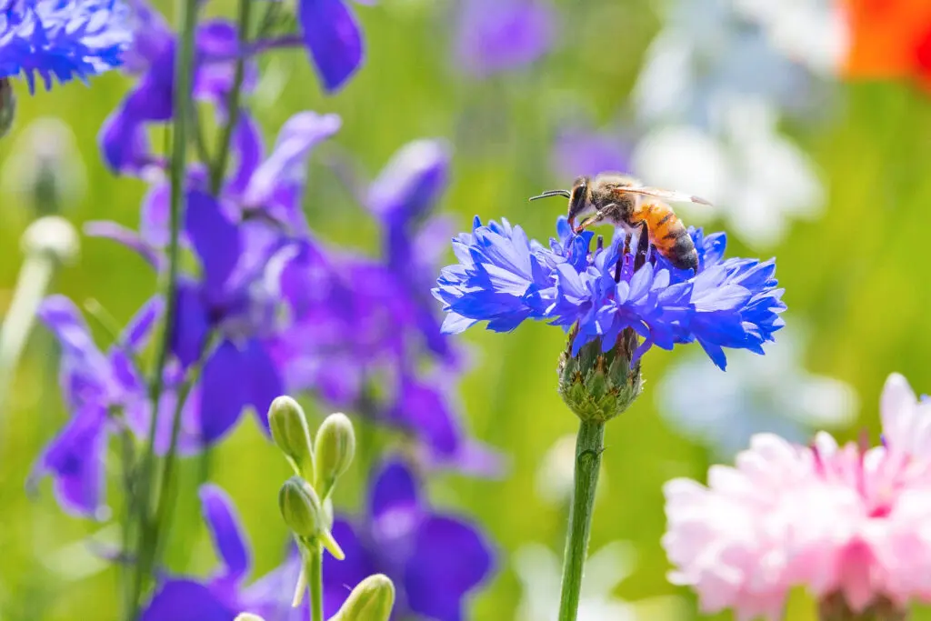 Even the bees enjoy the show at Crowley Park Richardson. (Photo by Travel Texas)