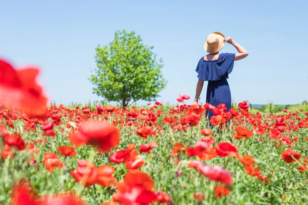 It's Texas wildflower season, which means more than those Texas bluebonnets. If you're passionate about poppies, Wildseed Farm is the place to go. (Photo by Travel Texas)