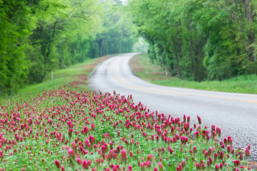 It's not only the Hill Country that enjoys blankets of wildflowers, East Texas gets in on the act too. (Photo by Travel Texas)
