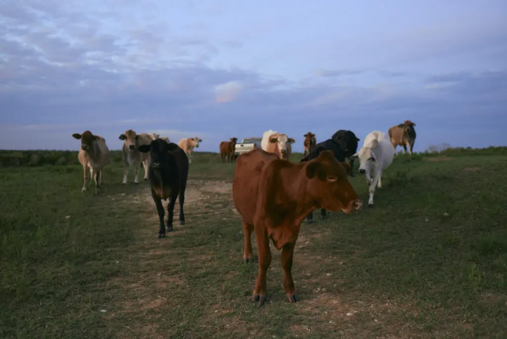 Gem Hale's "Stampede," 2022 