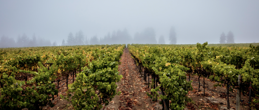 The Heintz Vineyard produces outstanding Pinot Noir fruit.