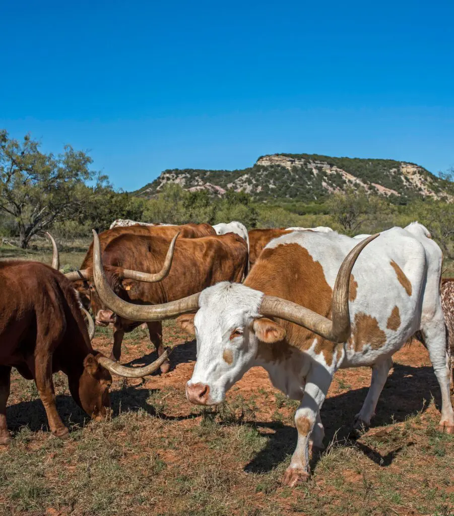 This working cattle ranch is about as authentic as a steakhouse can get in Buffalo Gap. But, they only serve certified Angus, not longhorn beef.