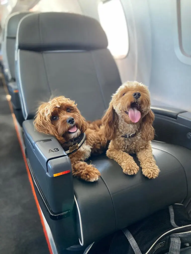 Aero is pet-friendly. 