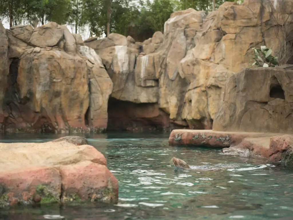 A sea lion pokes its head out of the water for a bit of air. Photo courtesy Houston Zoo.