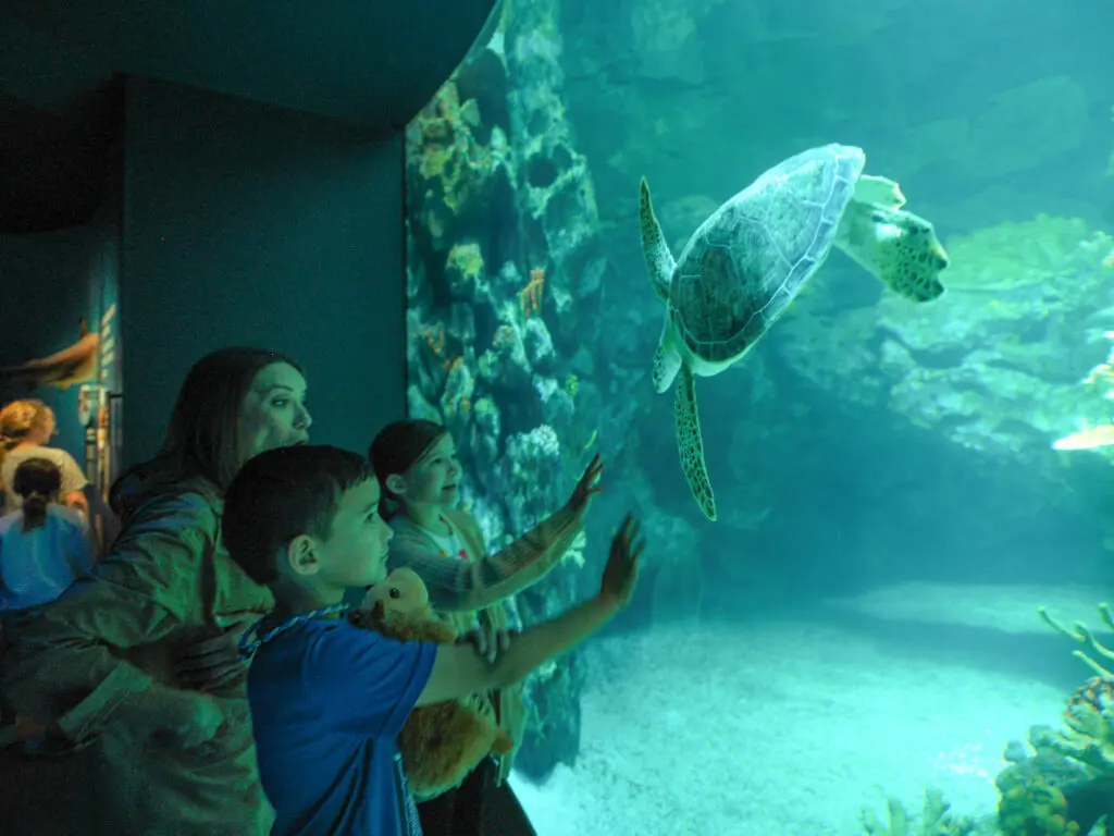 Your Guide to Houston Zoo’s World First Galápagos Islands Exhibit — Inside an Immersive Wonder