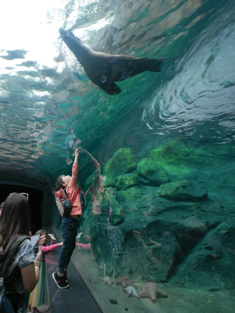 Get up close and personal in the One Ocean aquarium. Photo courtesy Houston Zoo.
