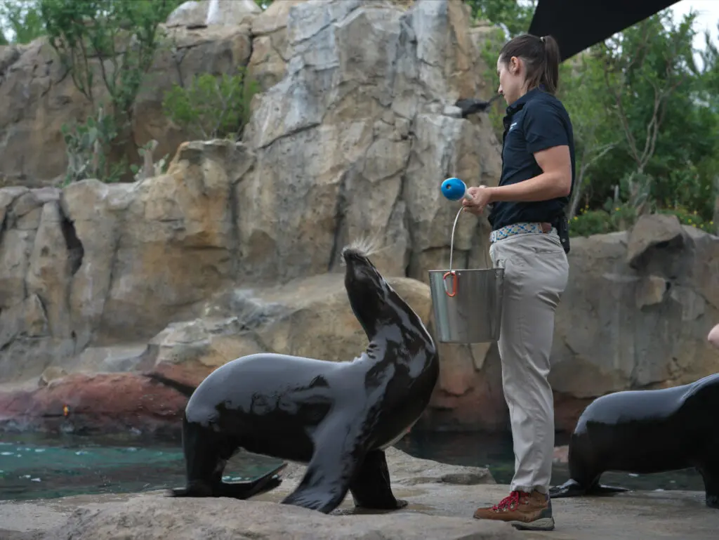 A Houston Zoo employee interacts with a sea lion at the zoo’s new, one-of-a-kind Galapagos Islands exhibit. Photo courtesy Houston Zoo.