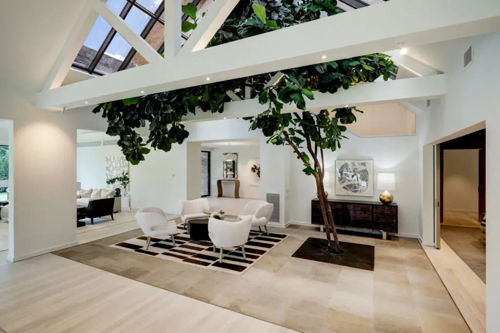A massive, living fiddle leaf fig tree rises in the center of the home at 3404 Chevy Chase. (Photo by TK Images)