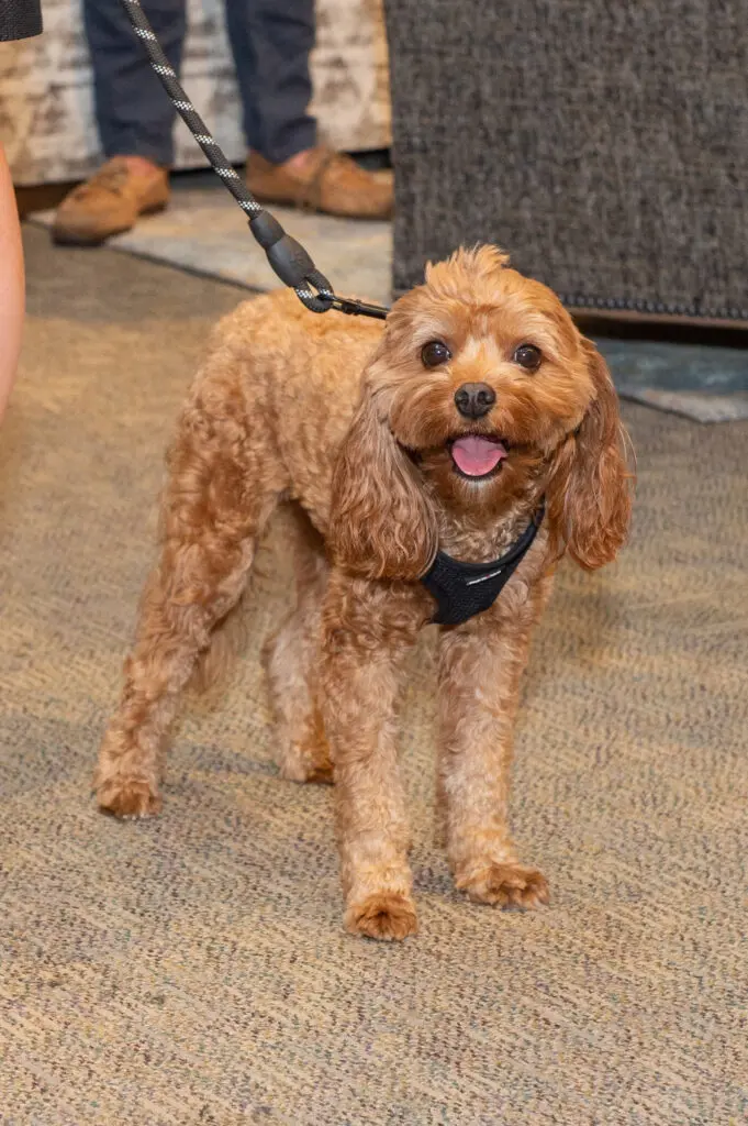 Cooper at the Citizens for Animal Protection Celebrity Paws Gala launch party (Photo by Jacob Power)