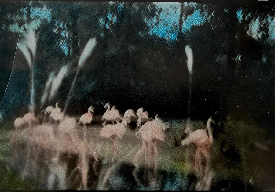 Ming Smith's "Flamingo Fandango," 1988. (Courtesy Barbara Davis Gallery)