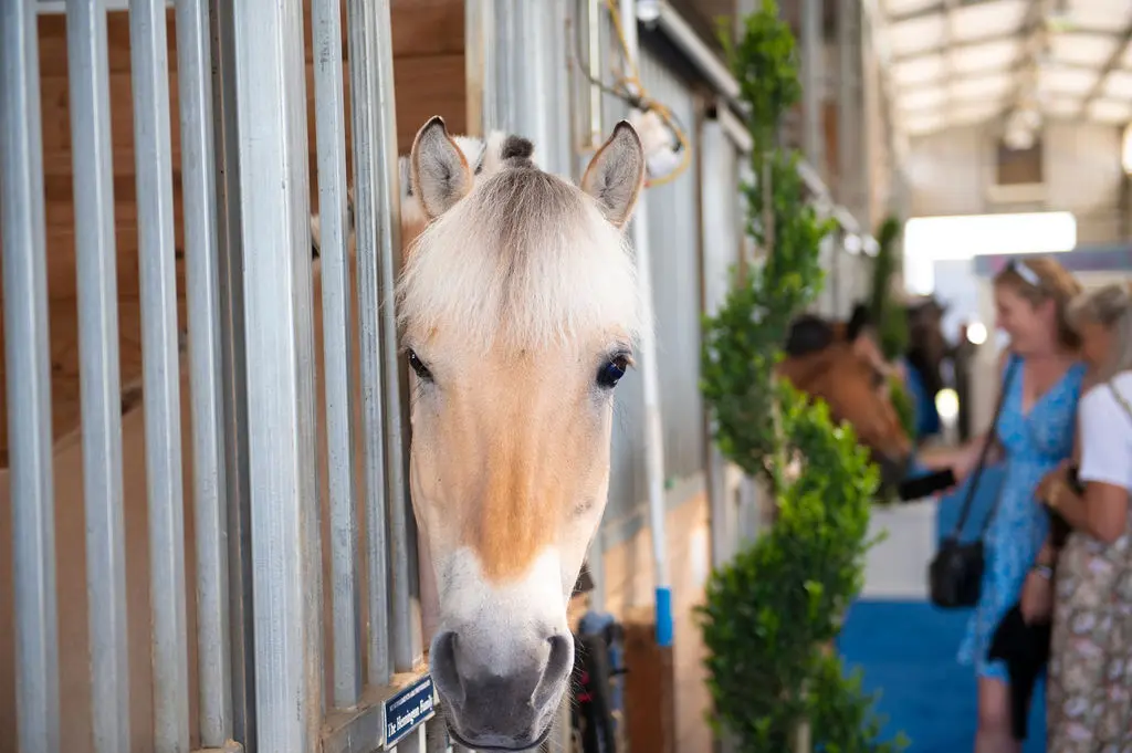 Potter and other therapy horses greet guests at the 2023 Equest Gala in Dallas.
