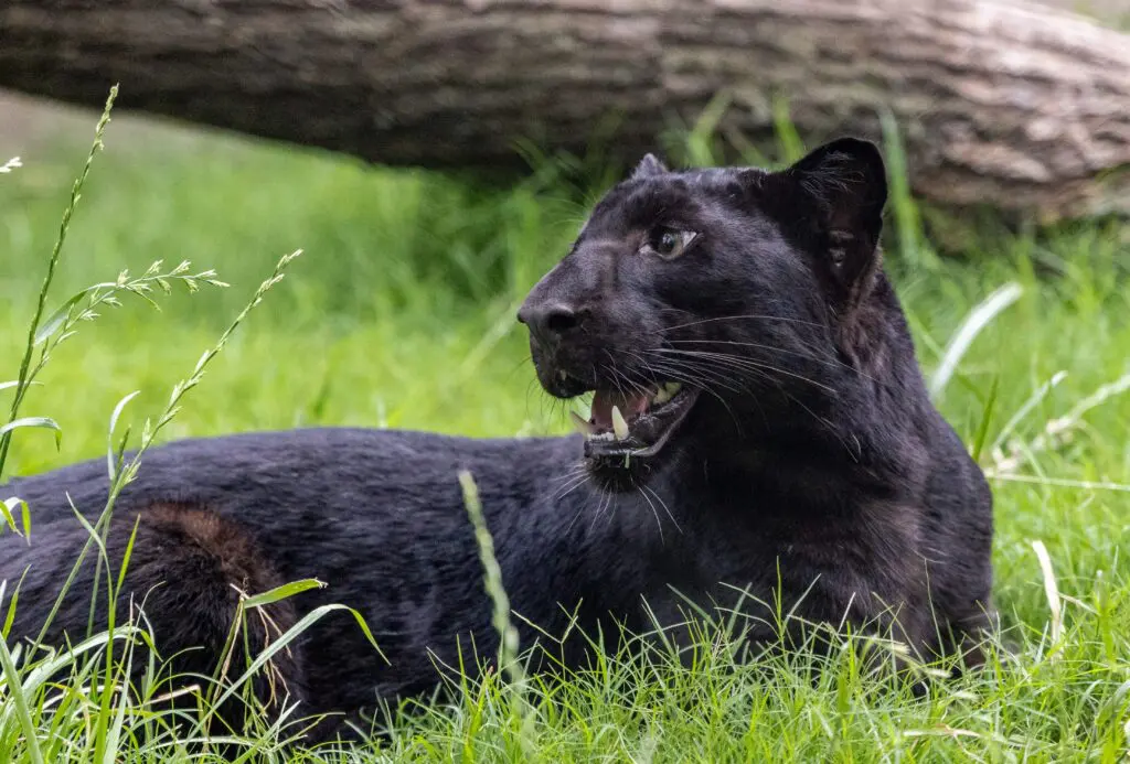  The big cats are back at the Fort Worth Zoo, like the female African leopard.
