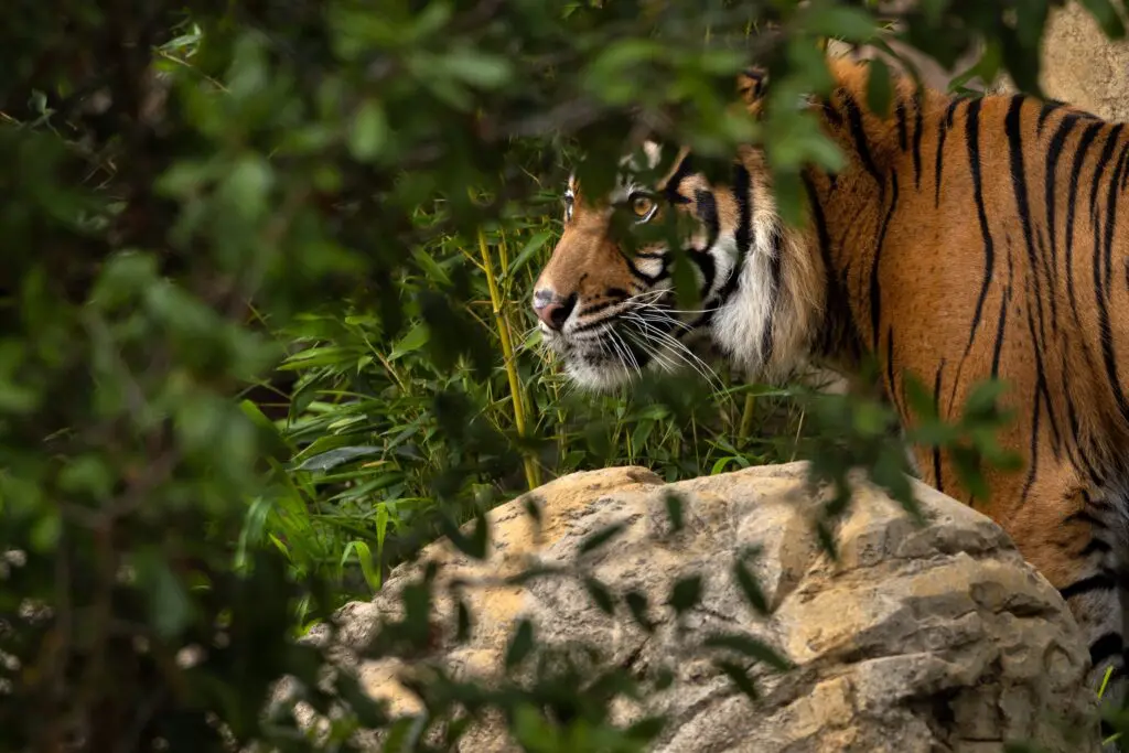The first stop on the trail of Predators of Asia and Africa is the gorgeous Sumatran tiger.