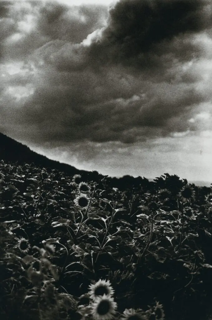 Ming Smith's "Goghing with Darkness and Light, Sunflowers, Singen, West Germany," 1989. (Courtesy Contemporary Arts Museum Houston)