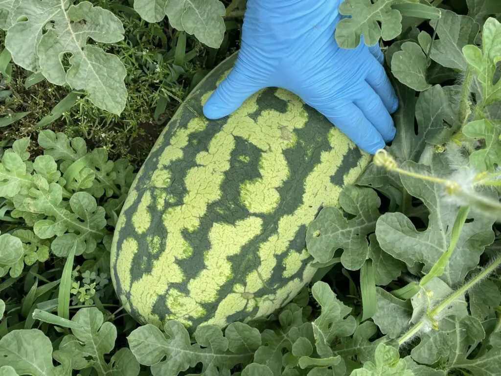 Melons from Slack Tide Market Garden are featured at Lake Worth Farmer's Market.