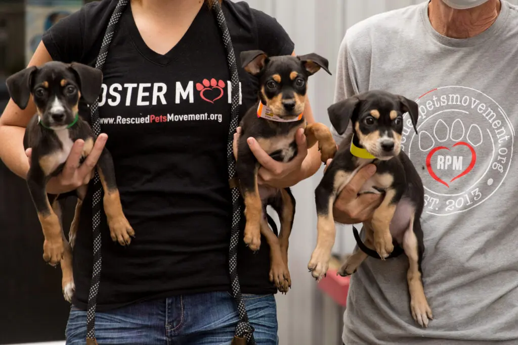For the past decade Rescued Pets Movement, a 501(c)3 has saved the lives of over 83,000 dogs and cats in the Houston area.  (Photo by Paige Beitler)